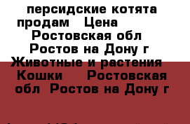 персидские котята продам › Цена ­ 2 000 - Ростовская обл., Ростов-на-Дону г. Животные и растения » Кошки   . Ростовская обл.,Ростов-на-Дону г.